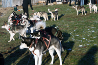 Huskies Erleben